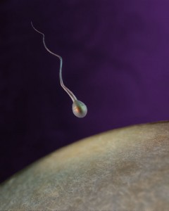 Sperma mencari Ovum