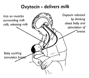 Oksitosin